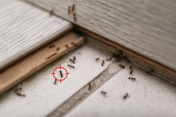 Wildlife Control Services in Meadows Place, TX