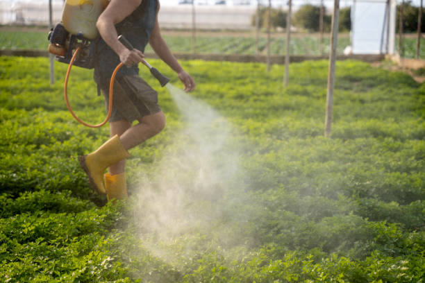 Best Mosquito Control Services  in Meadows Place, TX