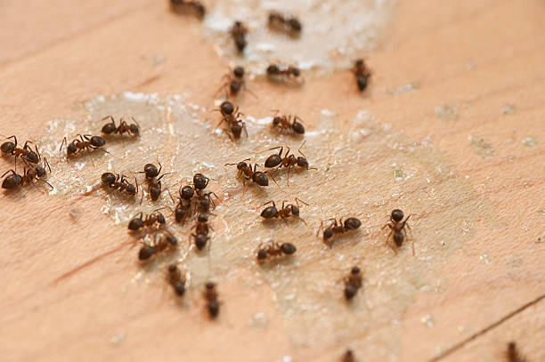 Best Cockroach Control Services  in Meadows Place, TX